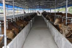 ţSЙC(j)a(chn)(xin)